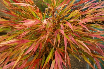 sklep ogrodniczy - Hakonechloa macra Nicolas