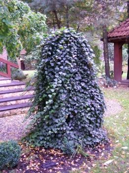 rośliny ozdobne - Bluszcz pospolity (Hedera helix) C2/30-50cm *K18