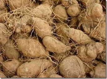 sadzonki - Pochrzyn chiński YAM (Dioscorea batatus) /C2 *8