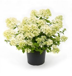 rośliny ozdobne - Hortensja karłowa Bombshell (Hydrangea paniculata Bombshell)-C2