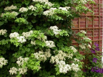 sadzonki - Hortensja pnąca (Hydrangea anomala petiolaris) C3/30cm