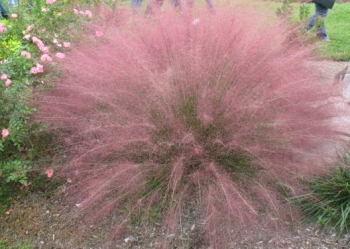 rośliny ozdobne - Muhlenbergia capilaris (Włosowata różowa trawa) C2 *K5