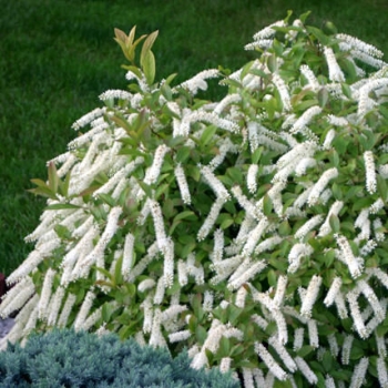 rośliny ogrodowe - Itea wirginijska (Itea virginica) C2/50cm *K19