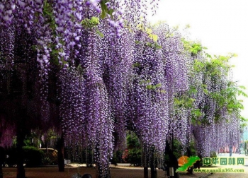 sklep ogrodniczy - Wisteria floribunda DOMINO syn. x formosa 'Issai' (Glicynia kwiecista) P15/30-50cm *27T