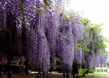 rośliny ogrodowe - Wisteria floribunda DOMINO syn. x formosa 'Issai' (Glicynia kwiecista) P15/30-50cm *27T