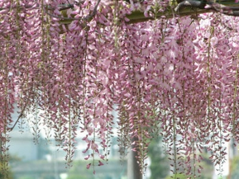 rośliny ogrodowe - Wisteria floribunda Honbeni syn. ROSEA, Pink ice, Glicynia kwiecista C2/40-60cm