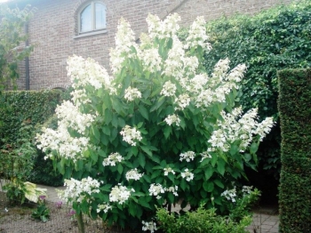rośliny ogrodowe - Hortensja wiechowata Levana Cov (Hydrangea paniculata) /C5