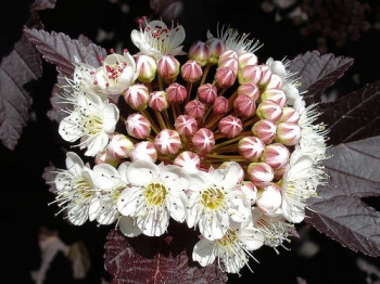 sadzonki - Pęcherznica kalinolistna Diablo (Physocarpus opulifolius) C2-C3 *6