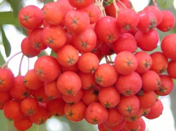 sadzonki - Jarząb pospolity odm. Kubovaja (Sorbus aucuparia var. Kubovaja)