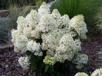 sklep ogrodniczy - Hortensja bukietowa Bobo (Hydrangea paniculata Bobo) /C5 *K17
