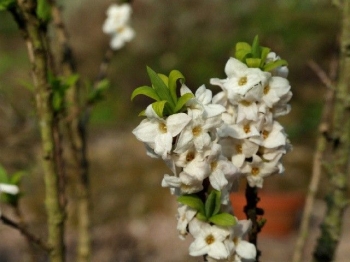 rośliny ogrodowe - Wawrzynek wilczełyko odm. Alba 7-letni (Daphne mezereum Alba) C4/40-60cm *K13