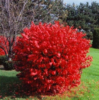 rośliny ogrodowe - Trzmielina korkowa na PNIU (Euonymus phellomanus) 60cm/C5