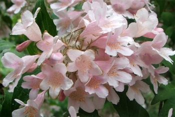 sklep ogrodniczy - Kolkwicja chińska ROSEA (Kolkwitzia amabilis) /C2 *K20
