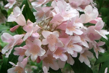 sadzonki - Kolkwicja chińska ROSEA (Kolkwitzia amabilis) /C2 *K20