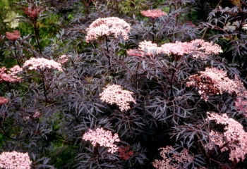 sklep ogrodniczy - Bez czarny EVA Black Lace (Sambucus nigra) /C3 *K17