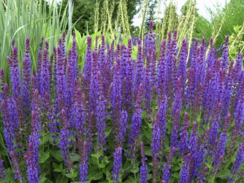 sklep ogrodniczy - Szałwia omszona Blue Queen (Salvia nemorosa) C2 *K3