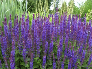 sadzonki - Szałwia omszona Blue Queen (Salvia nemorosa) C2 *K3