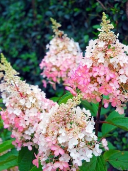 rośliny ogrodowe - Hortensja bukietowa Unique (Hydrangea paniculata Unique) C2/C3