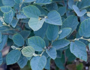 sadzonki - Fotergilla BLUE SHADOW  Fothergilla major C4/40-60cm *21K