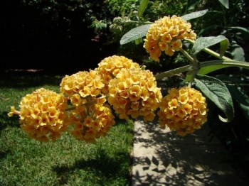sadzonki - Budleja wayeriana Sungold (Buddleja wayeriana Sungold) /C3 *8