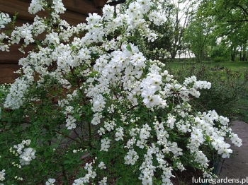 rośliny ogrodowe - Obiela The Bride (Exochorda) C3,5/40-50cm *K18