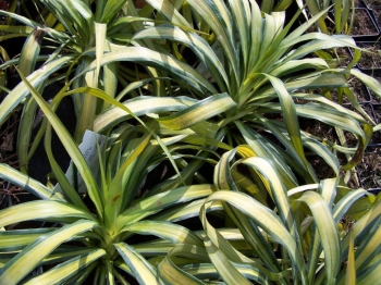rośliny ogrodowe - Yucca recurvifolia Banana Sprit /C3