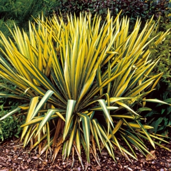 rośliny ogrodowe - Yucca Filamentosa Color Guard /C2 *T15