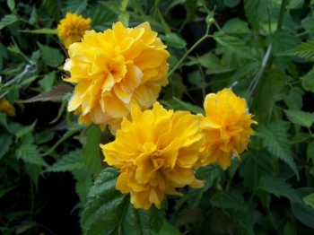 rośliny ogrodowe - Złotlin japoński PLENIFLORA (Kerria japonica) C2/50cm