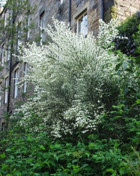 sadzonki - Żarnowiec wczesny WHite Lion (Cytisus praecox)