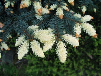 rośliny ozdobne - Świerk kłujący Białobok (Picea pungens) P15/20cm