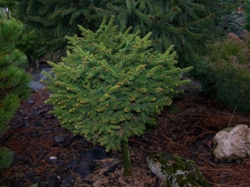 sadzonki - Świerk orientalny gracilis ( Picea orientalis)