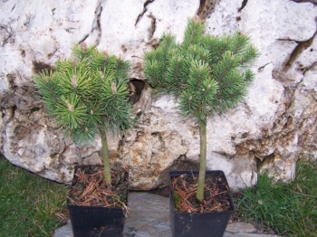 sadzonki - Sosna kosodrzewina na pniu (Pinus mugo Mop)