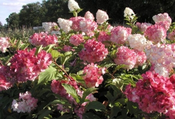 sklep ogrodniczy - Hortensja bukietowa 'Renhy' VANILLE FRAISE Hydrangea paniculata /C5 *17