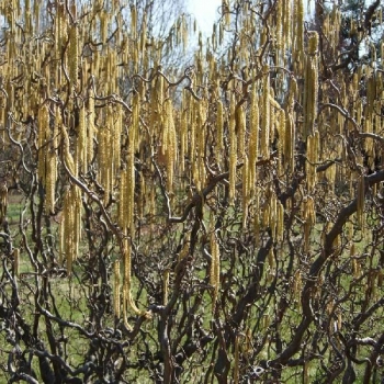 rośliny ogrodowe - Leszczyna pospolita CONTORTA Corylus avellana C7,5/100-120cm *25p