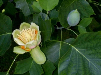 rośliny ozdobne - Tulipanowiec amerykański Fastigiatum (Liriodendron tulipifera) C7,5/1,2-1,4m