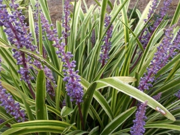 rośliny ogrodowe - Liriope szafirkowata odm. Gold Banded (Liriope muscari) /C2