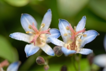 sklep ogrodniczy - Ogrodowa orchidea (Tricyrtis hirta) Trójsklepka /P9 *8