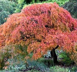 rośliny ogrodowe - Klon palmowy SANGO KAKU (Acer palmatum) C3/60-80cm *T58-59
