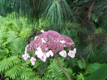rośliny ozdobne - Hortensja drzewiasta Pink Pincushion (Hydrangea arborescens) C3 *17