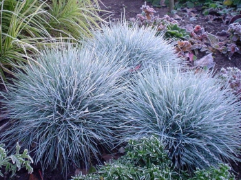 rośliny ogrodowe - Kostrzewa popielata (Festuca glauca) /C2 *K5