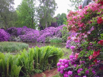 rośliny ozdobne - Różaneczniki w odmianach - 15 letnie (Rhododendron)