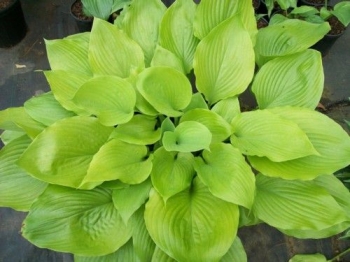 rośliny ogrodowe - Hosta SUM and SUBSTANCE (Funkia Sum and Substance) C3 *K7