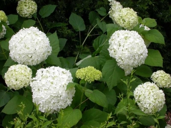 rośliny ozdobne - Hortensja drzewiasta ANABELLE (Hydrangea arborescens) /C5 *20K