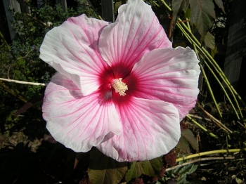 sadzonki - Hibiscus bylinowy XXL (odmiana Kopper King ) - Ketmia Newbiscus Hibiscus x moscheutos