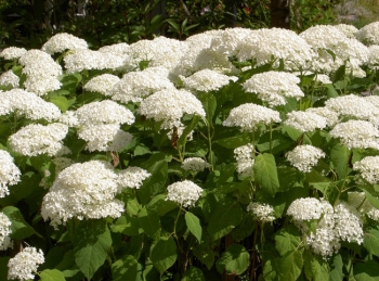 rośliny ogrodowe - Hortensja drzewiasta 'Bounty' (Hydrangea arborescens) C2