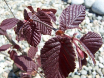rośliny ogrodowe - Leszczyna pospolita odm. 'Purpurea' (Corylus avellana Purpurea) 1,2 - 1,5m