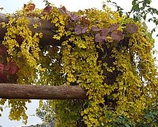 rośliny ogrodowe - Winobluszcz pięciolistkowy  "Yellow Wall" (Parthenocissus quinquefolia)