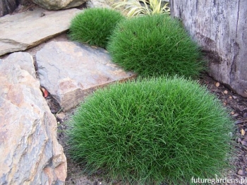 rośliny ogrodowe - Kostrzewa miotlasta PIC CARLIT (niedźwiedzie futro) Festuca scoparia, F. gautieri /C2 *K26
