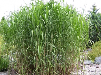 rośliny ozdobne - Miskant olbrzymi (Miscanthus giganteus) /C2 *K5