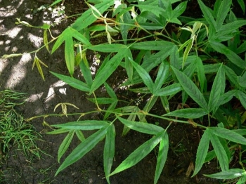 sadzonki - Jeżyna Henry'ego (Rubus henryi) C2/80cm *K5